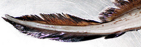 Chimaera monstrosa_0023.jpg
